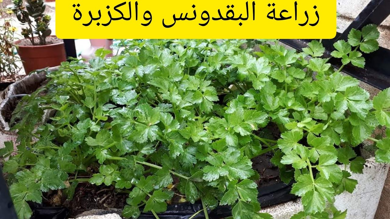 طريقة زراعة الكزبرة والبقدونس في المنزل بخطوات سهلة ومجربة وبدون تكلفة.. مش هتشتريهم من برا تاني