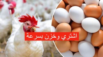 سعر الدواجن اليوم بورصة الدواجن الثلاثاء 3 12 2024