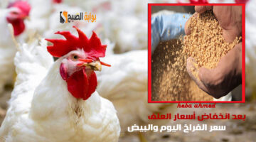 سعر الفراخ اليوم بعد انخفاض أسعاار العلف