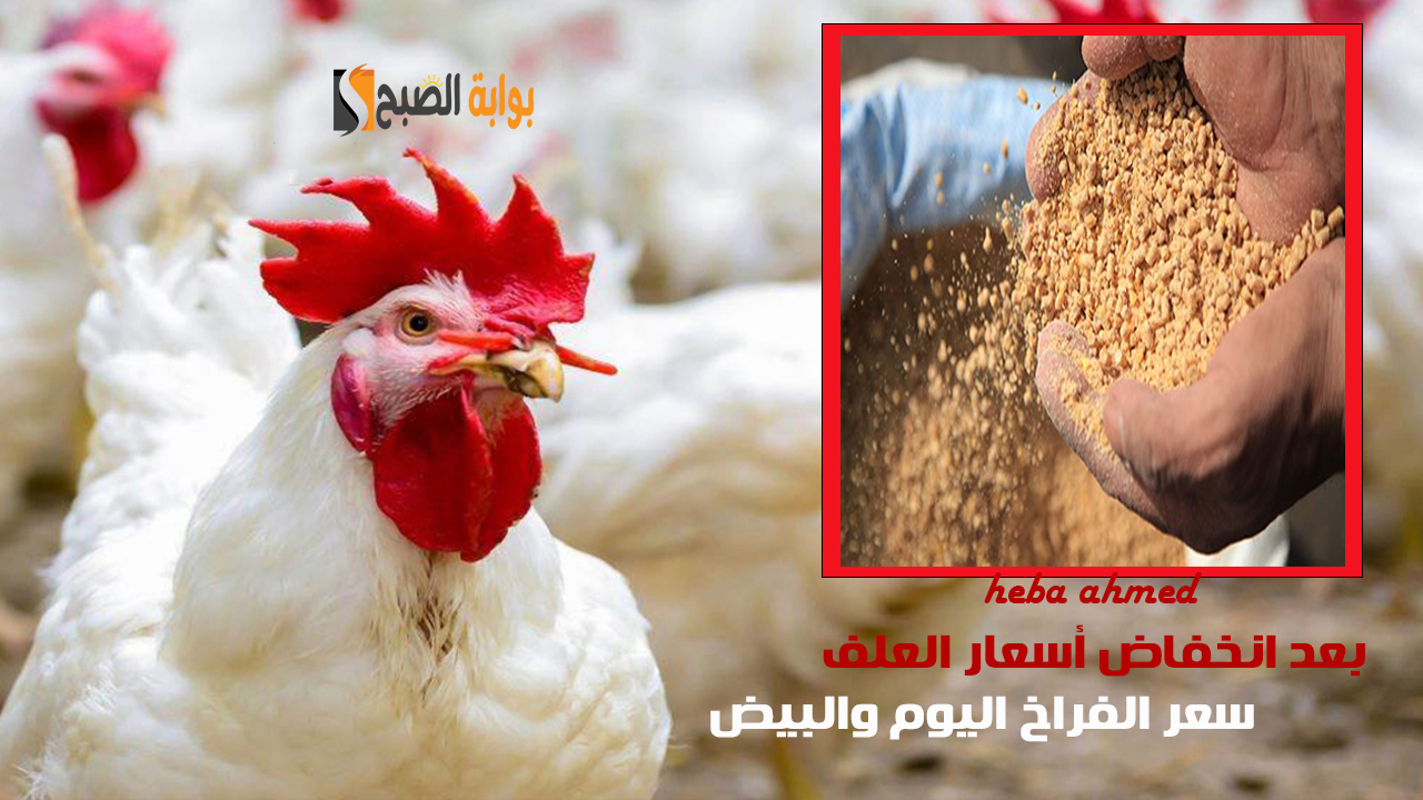 بعد تراجع أسعار العلف... سعر الفراخ اليوم الخميس 12 ديسمبر 2024 للمستهلك وفي البورصة 2 بعد تراجع أسعار العلف… سعر الفراخ اليوم الخميس 12 ديسمبر 2024 للمستهلك وفي البورصة