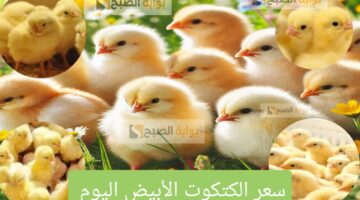 سعر الكتكوت الأبيض اليوم