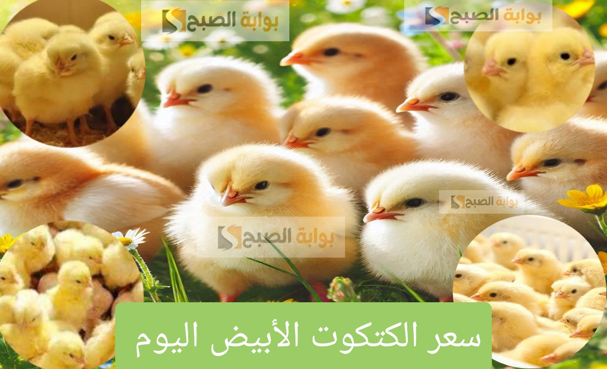 سعر الكتكوت الأبيض اليوم بعد تحديث بورصة الدواجن السبت 28 ديسمبر 2024 والزيادة الأخيرة