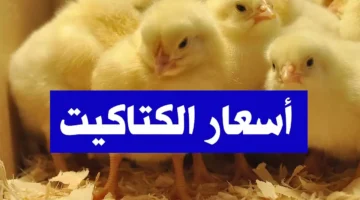 سعر الكتكوت الابيض اليوم