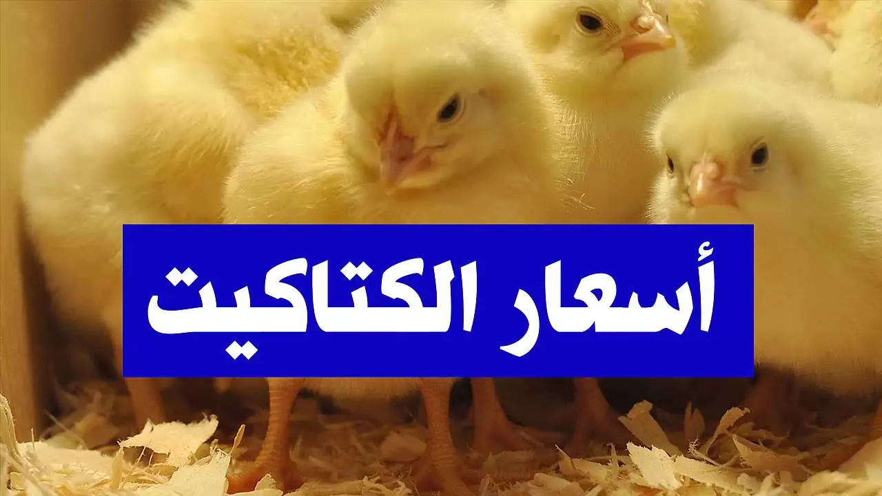 "بكام النهارده" سعر الكتكوت الابيض اليوم الأحد 29/12/2024 والدواجن في الأسواق المصرية 2 “بكام النهارده” سعر الكتكوت الابيض اليوم الأحد 29/12/2024 والدواجن في الأسواق المصرية