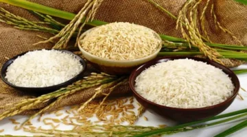 سعر طن الأرز الشعير اليوم