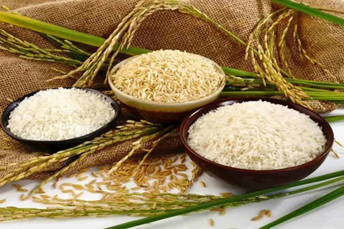 “الحبة العريضة والرفيعة” سعر طن الأرز الشعير اليوم السبت 7/12/2024 في الأسواق المصرية