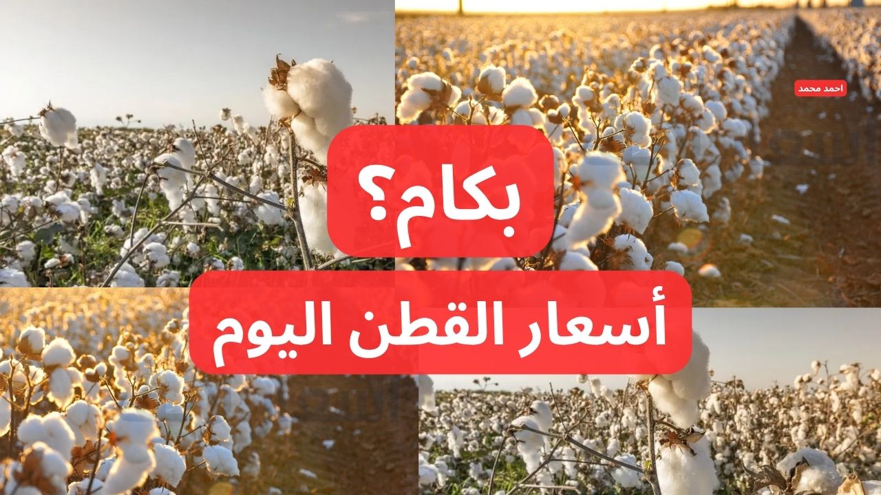 وصل كام دلوقتي؟.. سعر قنطار القطن اليوم الأحد 8-12-2024 في التعاملات تخالف التوقعات!