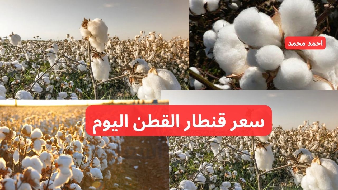 “خبر سار في أسعار الذهب الأبيض”.. سعر قنطار القطن اليوم الأحد 15-12-2024 في التعاملات يفاجئ الكل!