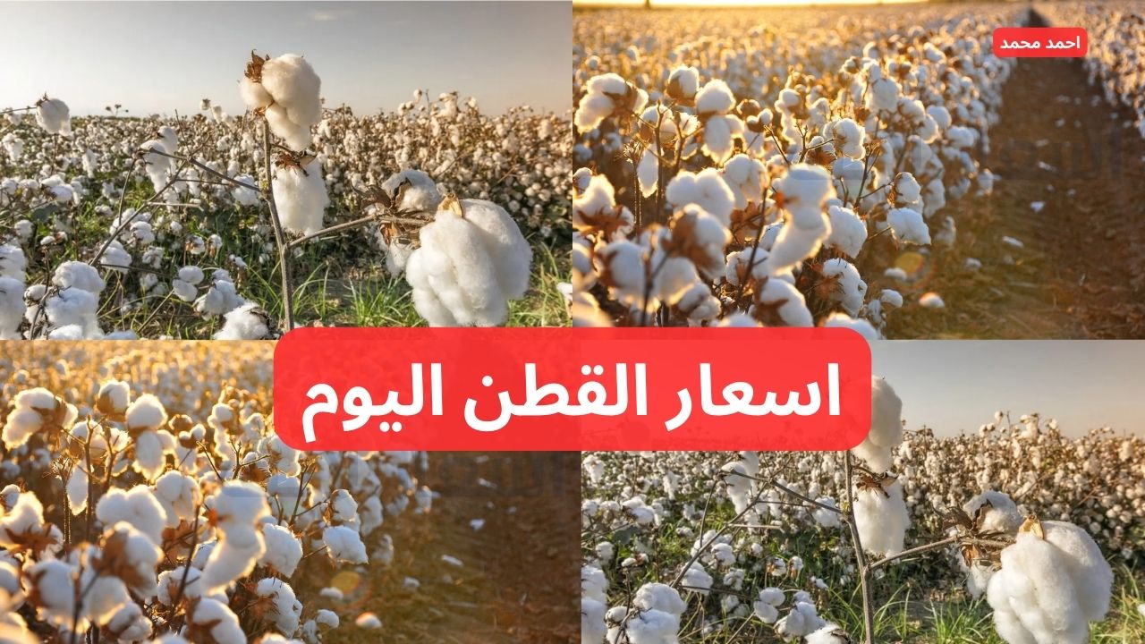“الذهب الأبيض اليوم”.. سعر قنطار القطن اليوم الثلاثاء 10 ديسمبر 2024 في الوجه البحري والقبلي