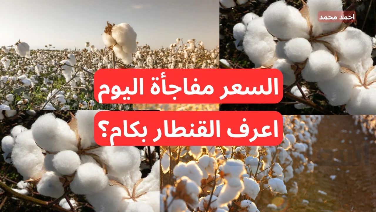 “الذهب الأبيض يفاجئ الكل”.. سعر قنطار القطن اليوم تخالف التوقعات في التعاملات!