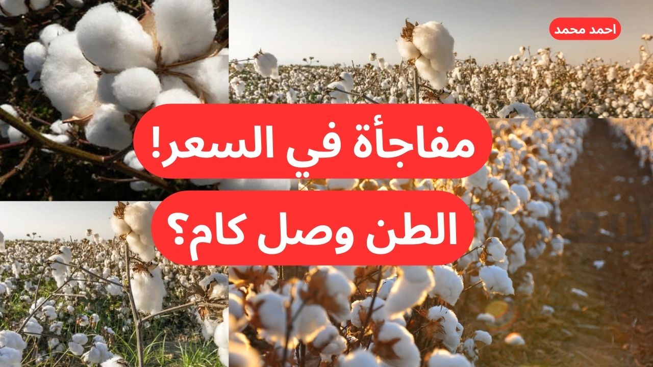 “مفاجأة جديدة في الذهب الأبيض”.. سعر قنطار القطن اليوم  السبت 7-12-2024 في التعاملات!