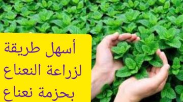 طريقة زراعة النعناع في المنزل