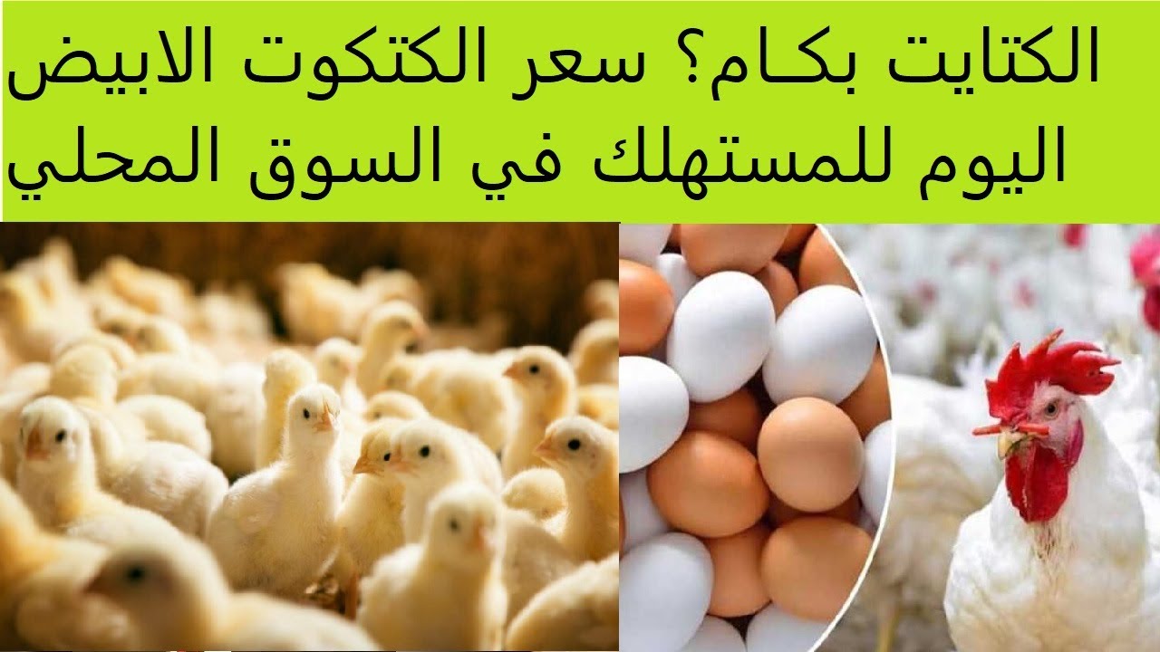 استقرار أم ارتفاع باقتراب رمضان؟ .. سعر الكتكوت الأبيض اليوم الاثنين 3 فبراير 2025 في الأسواق المصرية