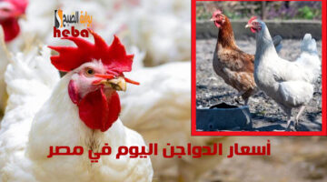 أسعار الدواجن االيوم 1