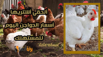 أسعار الدواجن االيوم 2
