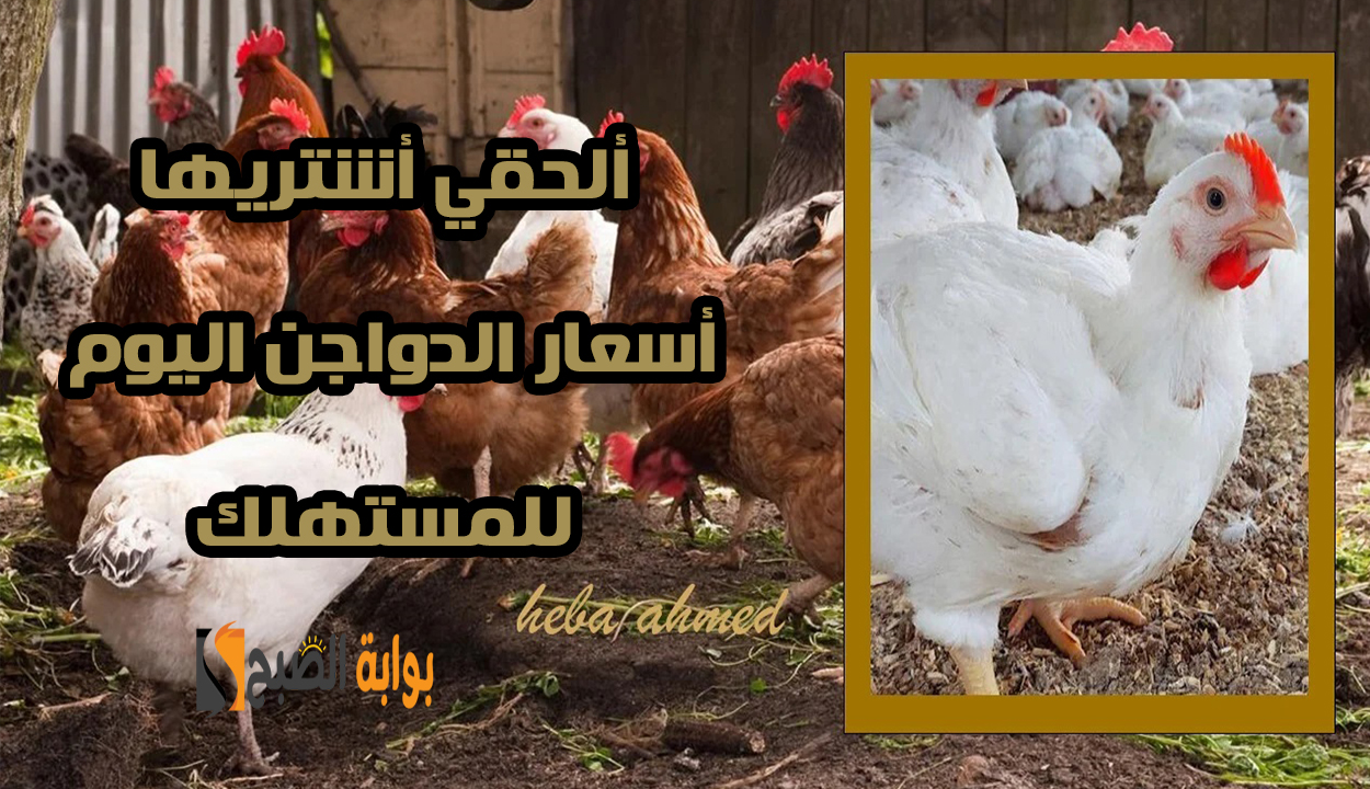 بعد تراجع سعر العلف أسعار الدواجن اليوم السبت 11 يناير 2025 للمستهلك.. ألحقي أشتريها 2 بعد تراجع سعر العلف أسعار الدواجن اليوم السبت 11 يناير 2025 للمستهلك.. ألحقي أشتريها