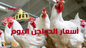 أسعار الدواجن االيوم