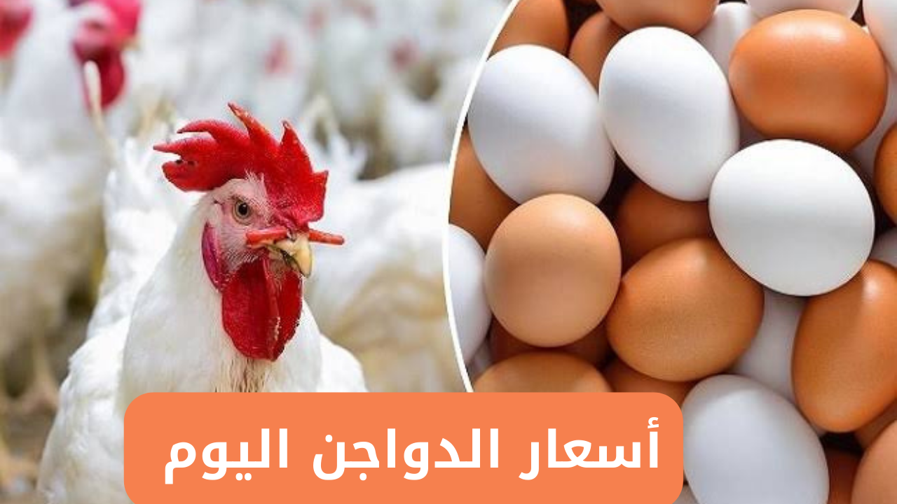 “كم سعر الفراخ اليوم؟”.. أسعار الدواجن البيضاء اليوم في مصر السبت 4 يناير 2025 للمستهلك وأسعار كرتونة البيض