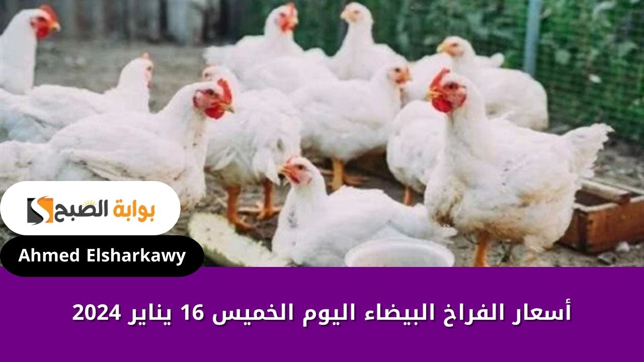 أسعار الفراخ البيضاء اليوم الخميس 16 يناير 2024 في بورصة الدواجن المصرية