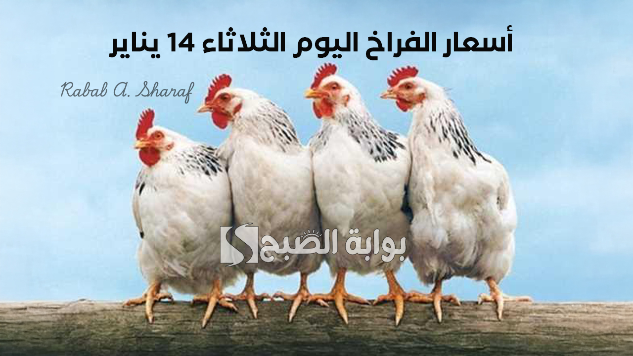 "استقرار نسبي".. أسعار الفراخ اليوم الثلاثاء 14 يناير 2025 في بورصة الدواجن وأسعار كرتونة البيض 2 “استقرار نسبي”.. أسعار الفراخ اليوم الثلاثاء 14 يناير 2025 في بورصة الدواجن وأسعار كرتونة البيض