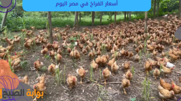 أسعار الفراخ في مصر اليوم