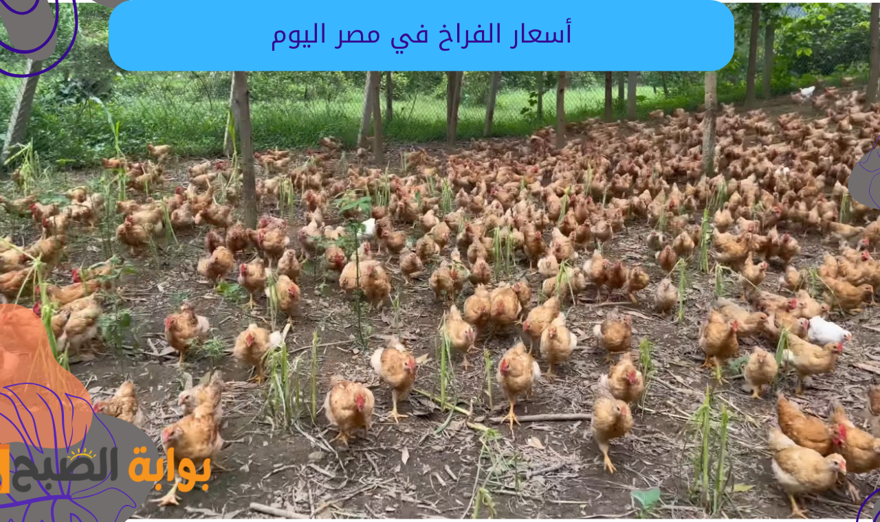 “أسعار الدواجن” سعر كيلو الفراخ البيضاء اليوم السبت 15-2-2025 يشهد شبه استقرار 2 “أسعار الدواجن” سعر كيلو الفراخ البيضاء اليوم السبت 15-2-2025 يشهد شبه استقرار