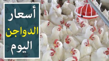 اسعار الدواجن اليوم