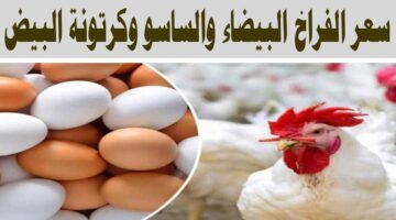 بعد ارتفاع الدواجن. أسعار الفراخ البيضاء والساسو وكرتونة البيض اليوم الأربعاء 22 يناير 2025 للمستهلك