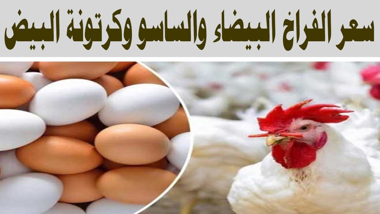 بعد ارتفاع الدواجن.. أسعار الفراخ البيضاء والساسو وكرتونة البيض اليوم الأربعاء 22 يناير 2025 للمستهلك 2 بعد ارتفاع الدواجن.. أسعار الفراخ البيضاء والساسو وكرتونة البيض اليوم الأربعاء 22 يناير 2025 للمستهلك
