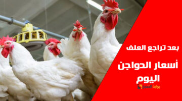 بعد انخفاض العلف. أسعار الدواجن اليوم في مصر