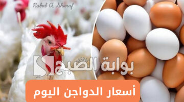 بورصة الدواجن اليوم أسعار الفراخ البيضاء