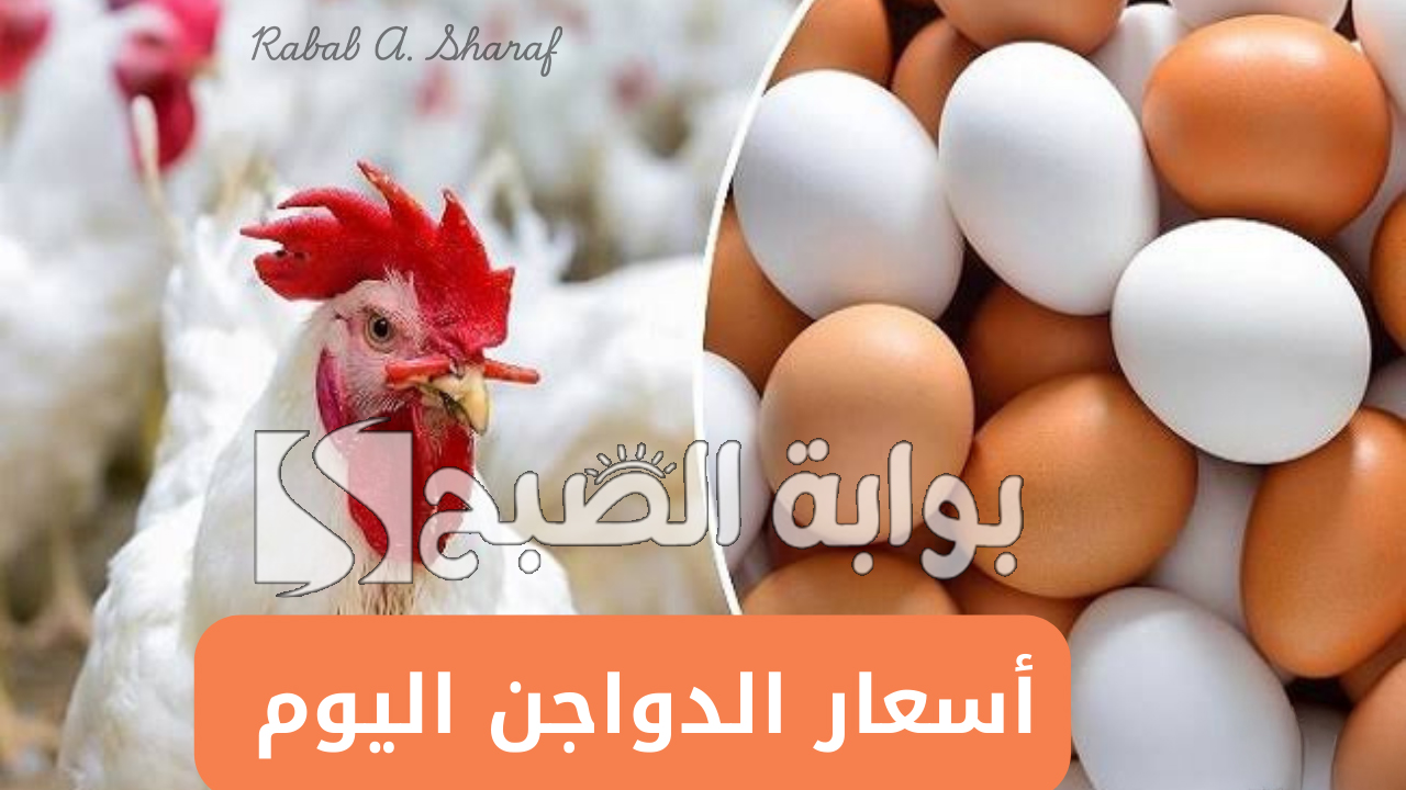 “تراجع جديد”.. بورصة الدواجن اليوم أسعار الفراخ البيضاء اليوم الإثنين 27 يناير 2025 وسعر كرتونة البيض