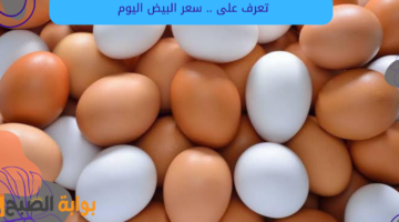 سعر البيض اليوم