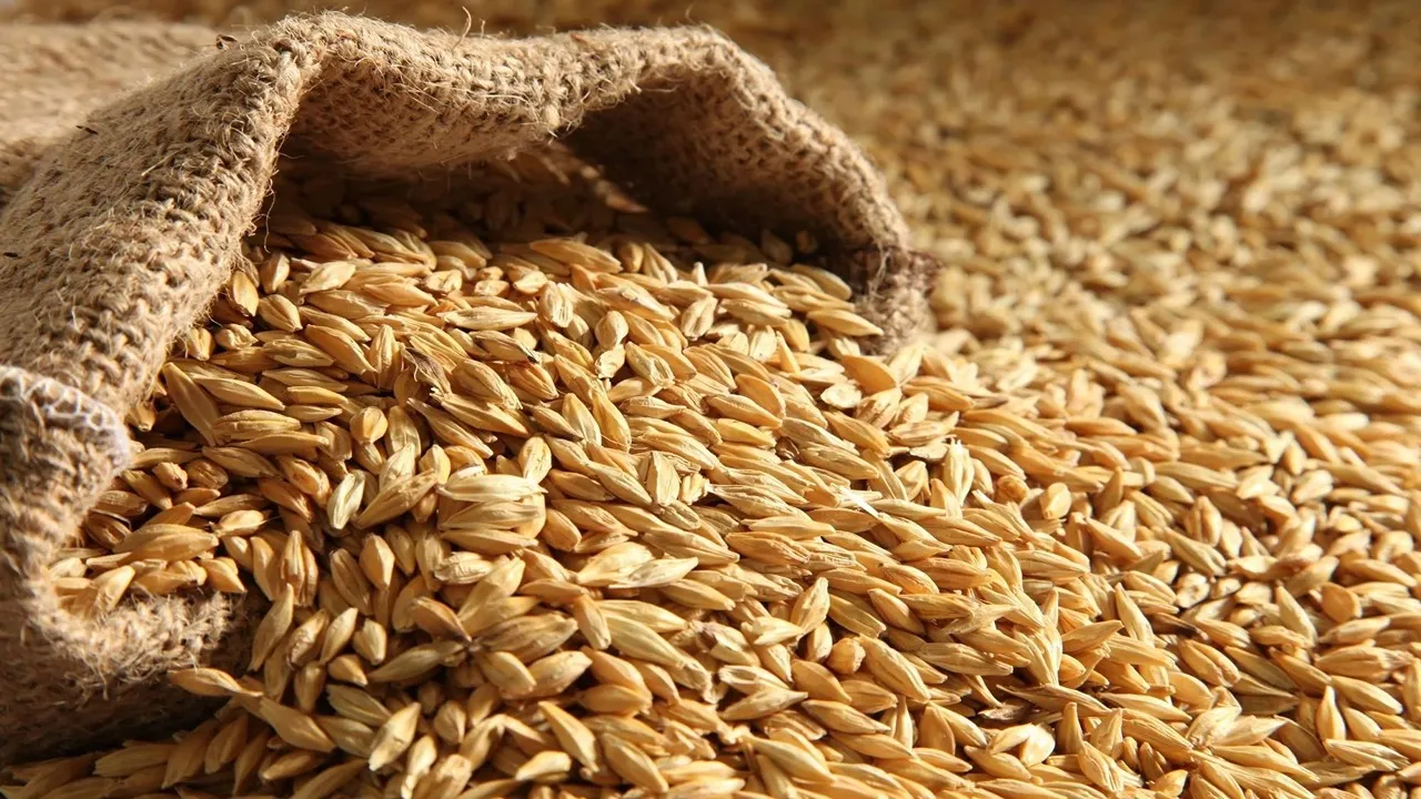 وصل كم قبل رمضان .. سعر طن الأرز الشعير اليوم الخميس 23-1-2025 داخل الأسواق المصرية 2 وصل كم قبل رمضان .. سعر طن الأرز الشعير اليوم الخميس 23-1-2025 داخل الأسواق المصرية