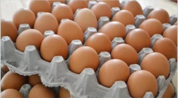 سعر كرتونة البيض