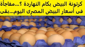 سعر كرتونة البيض اليوم