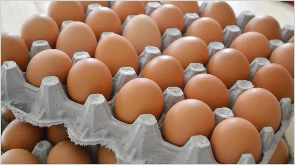البيضة وصلت كم .. سعر كرتونة البيض اليوم الخميس 23-1-2025 الأبيض والأحمر والبلدي والكتكوت وصل كم 2 البيضة وصلت كم .. سعر كرتونة البيض اليوم الخميس 23-1-2025 الأبيض والأحمر والبلدي والكتكوت وصل كم