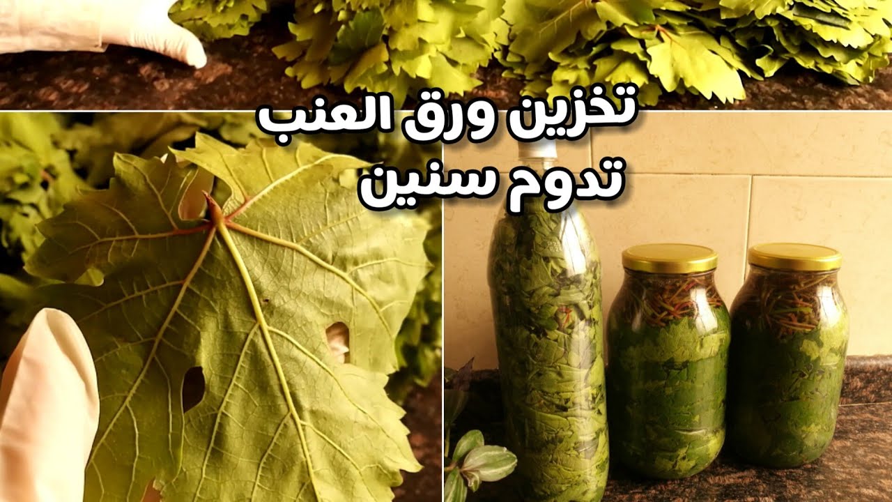 استعدي لفطار أول يوم في رمضان من الآن .. طريقة تخزين ورق العنب في الفريزر لفترة طويلة