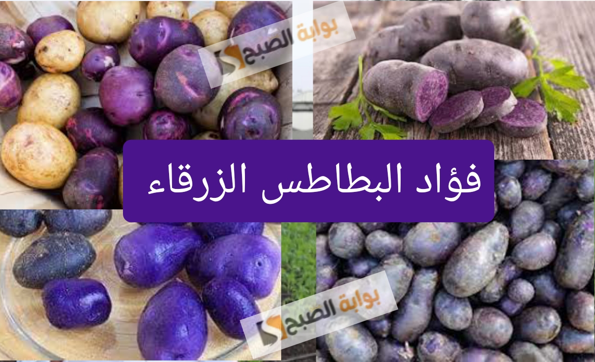 فوائد البطاطس الزرقاء “الأرجوانية”  التي تعمل على تقوية الجسم ضد الأمراض