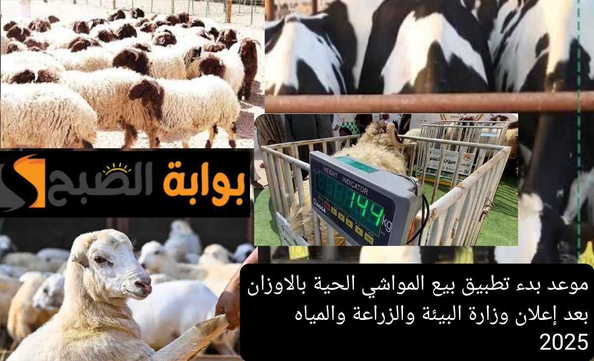 موعد بدء تطبيق بيع المواشي الحية بالاوزان بعد إعلان وزارة البيئة والزراعة والمياه 2025/ 1446