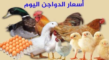 Resizer 17383673951021