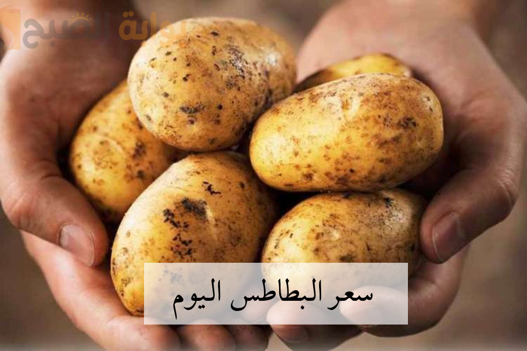 ما بين الارتفاع والانخفاض..سعر البطاطس اليوم والخضروات الجمعة ١٤ فبراير 2 ما بين الارتفاع والانخفاض..سعر البطاطس اليوم والخضروات الجمعة ١٤ فبراير