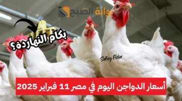 أسعار الدواجن اليوم في مصر 11 فبراير 2025