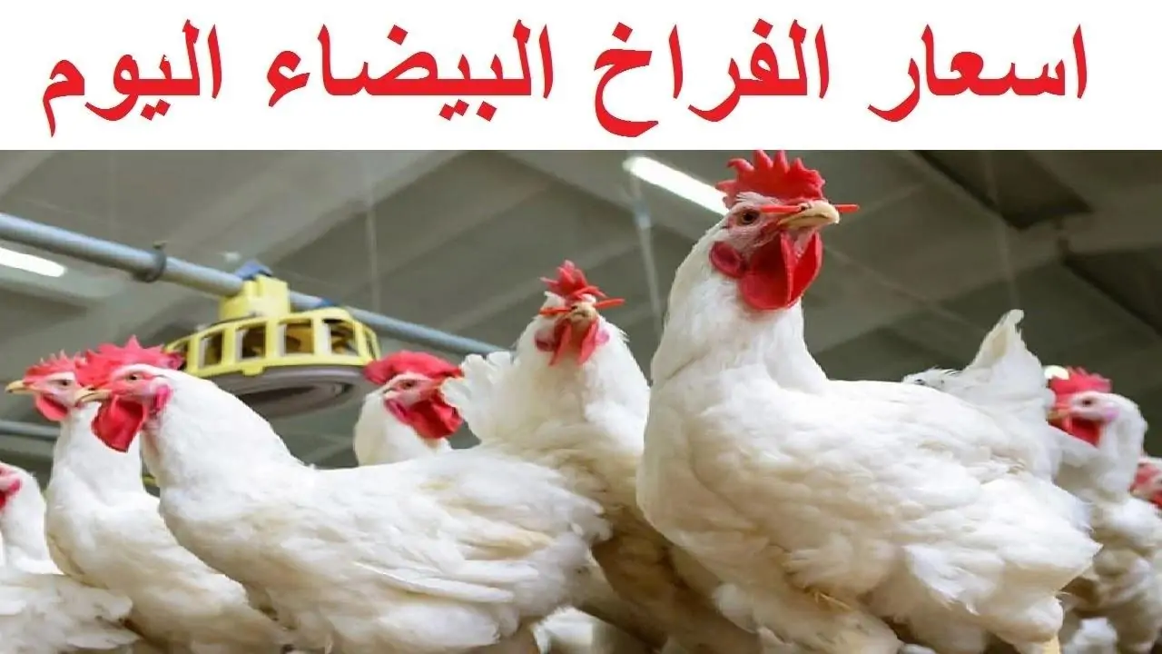 قبل أيام من شهر رمضان.. أسعار الدواجن اليوم في مصر| سعر كيلو الفراخ “البيضاء والبلدي والبط والبانيه”