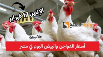 أسعار الدواجن والبيض اليوم في مصر