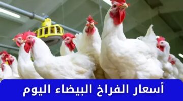 أسعار الفراخ البيضاء اليوم