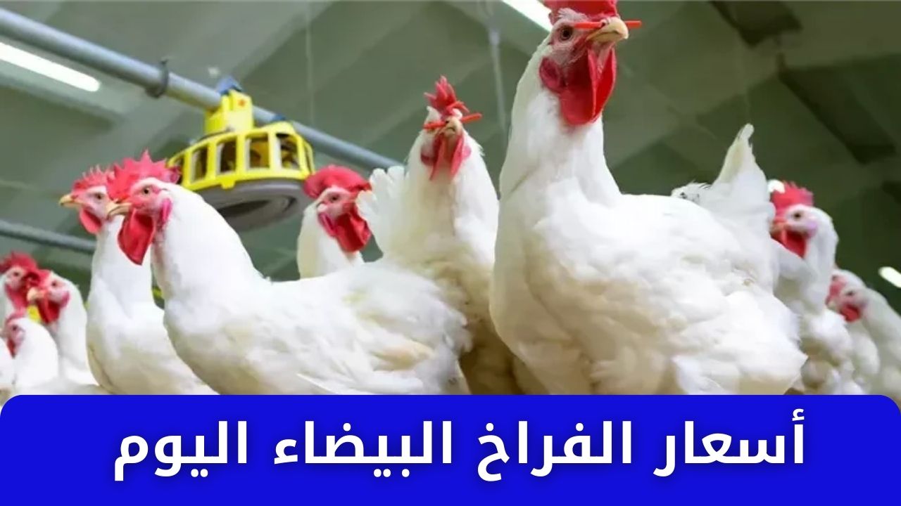 الفرخة وصلت كم .. أسعار الفراخ البيضاء اليوم الثلاثاء 4 فبراير 2025 في الأسواق للمستهلك 2 الفرخة وصلت كم .. أسعار الفراخ البيضاء اليوم الثلاثاء 4 فبراير 2025 في الأسواق للمستهلك