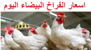 أسعار الفراخ البيضاء في بورصة الدواجن اليوم الأحد 16 فبراير 2025