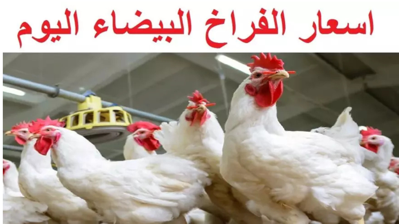 "بكام الفراخ النهاردة؟!!".. أسعار الفراخ البيضاء في بورصة الدواجن اليوم الأحد 16 فبراير 2025 5 “بكام الفراخ النهاردة؟!!”.. أسعار الفراخ البيضاء في بورصة الدواجن اليوم الأحد 16 فبراير 2025