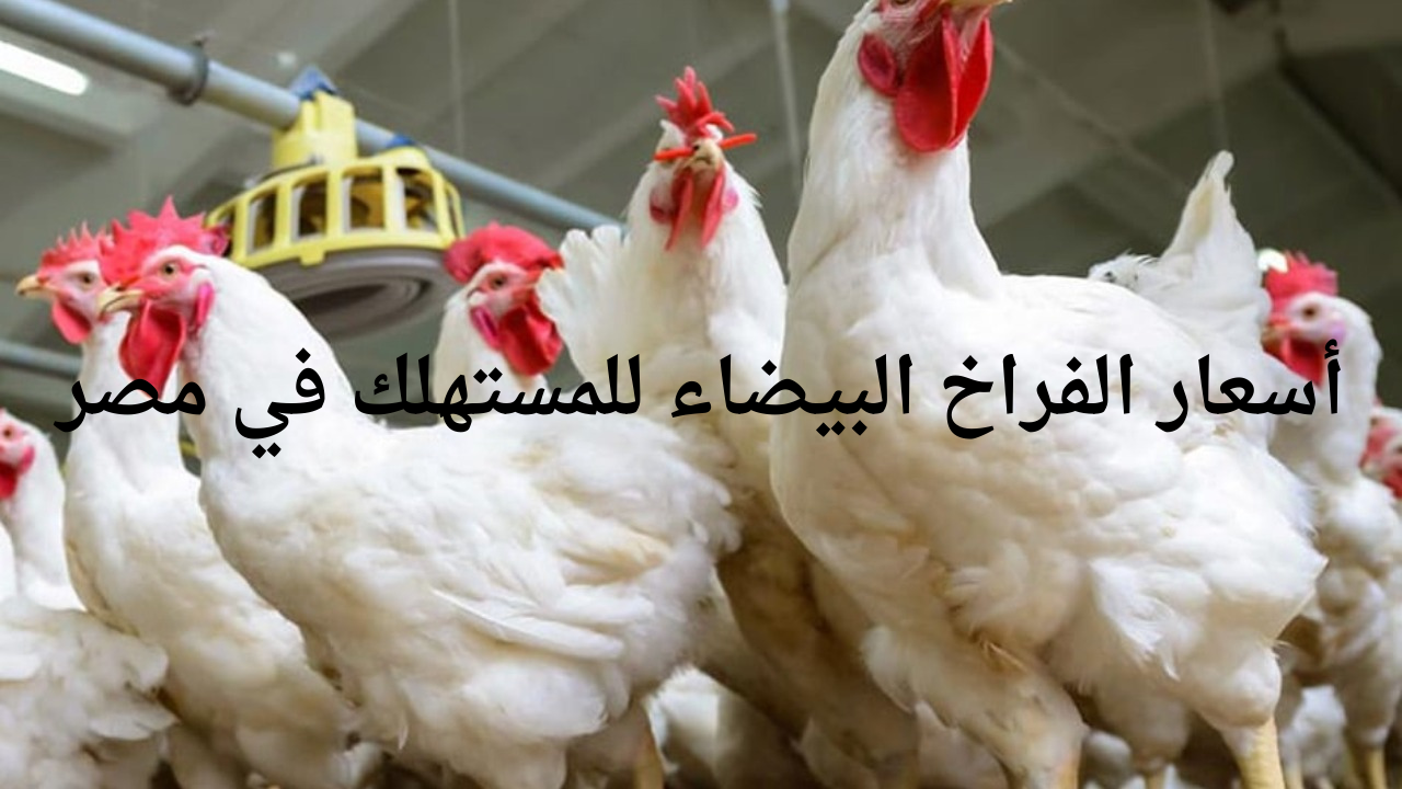 "الفراخ رخيصة ولا غالية؟".. بورصة الدواجن اليوم الأربعاء أسعار الفراخ البيضاء للمستهلك في مصر 2 “الفراخ رخيصة ولا غالية؟”.. بورصة الدواجن اليوم الأربعاء أسعار الفراخ البيضاء للمستهلك في مصر